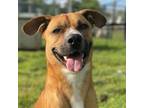 Adopt ERIK a Rhodesian Ridgeback