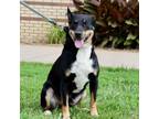 Adopt Nacho a Bull Terrier