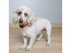 Adopt King Louis D16138 a Poodle