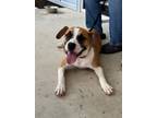 Adopt Jay a Boxer