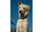 Adopt Salem a Husky