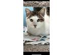 Adopt Pepper a Domestic Short Hair