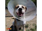 Adopt FRED a Pit Bull Terrier, Mixed Breed