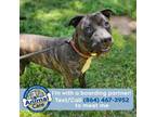 Adopt Ranger a Pit Bull Terrier