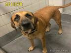 Adopt BUDDY a Great Dane