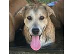 Adopt LEVI a Australian Shepherd, Collie