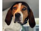 Adopt Cross Posting - Kenai a Treeing Walker Coonhound