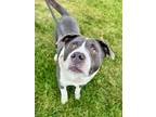 Adopt Ziggy a Pit Bull Terrier, Mixed Breed