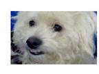 Adopt Brody PKA Bruno a Poodle, Terrier