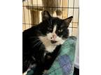 Adopt Dot Man K a Domestic Short Hair