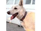Adopt Rex a German Shepherd Dog