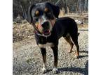 Adopt Chomp a Rottweiler