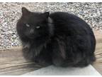 Adopt Frienemy AKA Noche a Domestic Long Hair, Norwegian Forest Cat
