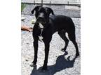 Adopt Comet (Midnight) a Black Labrador Retriever, Pit Bull Terrier