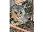 Adopt Carter a Domestic Short Hair