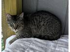 Adopt Owl a Domestic Short Hair