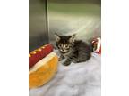 Burger King Domestic Shorthair Kitten Male