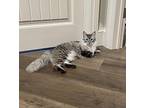 TomTom Siamese Adult Male