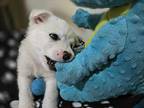 Ford Husky Puppy Male