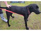 Jerry Labrador Retriever Young Male