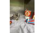 Arbys Domestic Shorthair Kitten Female