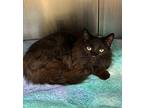Coolio Domestic Longhair Adult Male
