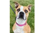G.G. American Pit Bull Terrier Adult Female