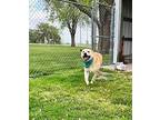 Hank Labrador Retriever Adult Male