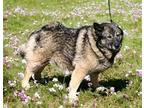 BJAARK Norwegian Elkhound Adult Female