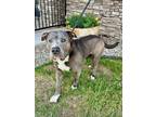 Junior American Pit Bull Terrier Adult Male