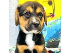 Ohana Boxer Puppy Female