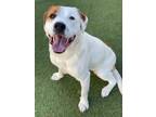 Camille Mixed Breed (Large) Young Female