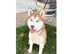 Fiesta Husky Adult Female