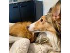 Almond Sheltie, Shetland Sheepdog Young Male