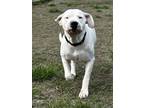 Snow White FKA Dog 2 Dogo Argentino Adult Female