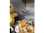 Lion Domestic Shorthair Kitten Male
