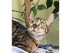 Ruby Bengal Young Female