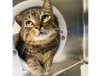 Chase Domestic Shorthair Adult Female