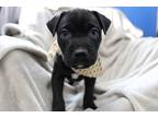 Gorgeous Terrier (Unknown Type, Medium) Puppy Female