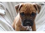 Dapper Terrier (Unknown Type, Medium) Puppy Male