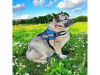 BRIGHT STAR Norwegian Elkhound Adult Female