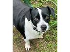 SWEET PEA Dachshund Adult Female
