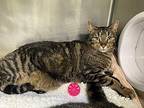 Tigger Domestic Shorthair Adult Male