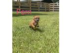 FERN Beagle Puppy Female