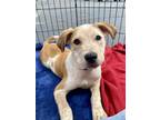 Dustin Catahoula Leopard Dog Puppy Male