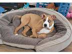 Binx Boxer Puppy Male