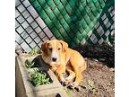 Koopa Troopa Mixed Breed (Medium) Puppy Male