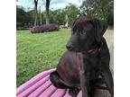 Squash Labrador Retriever Puppy Male
