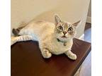 Paige 4 Siamese Kitten Female