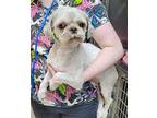 Chance Hadley DH D2024 in RI Shih Tzu Young Male